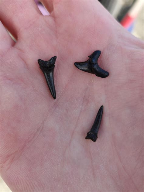 Aug 1, 2022 Reading Suggestion Sharks in Panama City Beach You Are Likely to See The East Beach has less foot traffic and favorable tides, making it a better place to spot shark teeth than the busier South Beach. . Where to find shark teeth in panama city beach